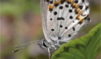 Schmetterling: Fetthennenbl&auml;uling