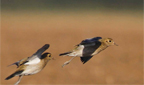 fliegende Goldregenpfeifer