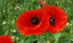 bl&uuml;hender Klatsch-Mohn