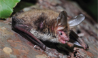 Bechsteinfledermaus