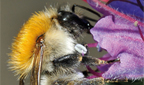 Ackerhummel