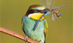 Vogel: Bienenfresser