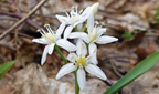 wei&szlig; bl&uuml;hender Blaustern