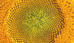 Sonnenblume