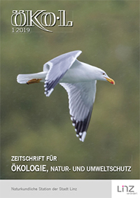 Foto:Thomas Pumberger: Mittelmeermöwe