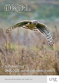 Kornweihe im Flug