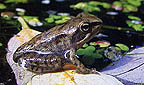 Titelbild: Junger Springfrosch