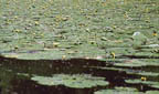 Titelbild: Mitterwasser mit gelben Teichrosen