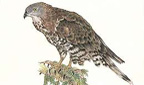 Titelbild: Wespenbussard