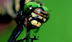 Titelbild: Libelle