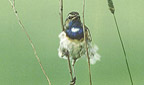 Titelbild: Wei&szlig;sterniges Blaukelchen