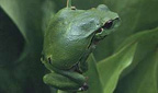 Titelbild: Laubfrosch