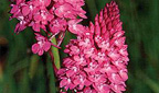 Titelbild: Spitzorchis
