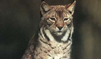 Titelbild: Luchs