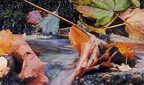 Titelbild: Bunte Herbstbl&auml;tter