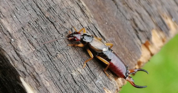 Ohrwurm