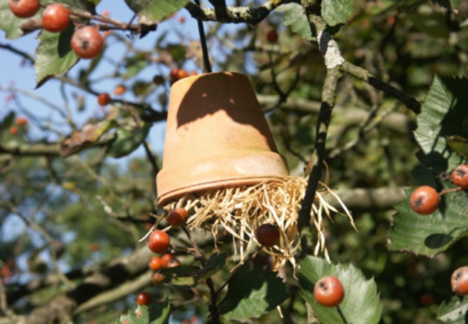 Ohrwurmquartier: Tontopf mit Holzwolle gefüllt und in Baum gehängt.