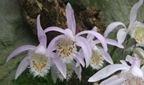 Orchideen-Ausstellung im Botanischen Garten Linz