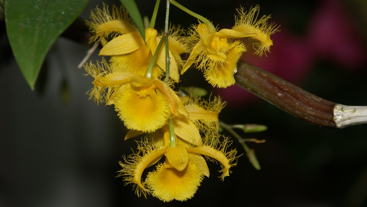 Gelbe Orchidee mit ausgefransten Blütenrändern