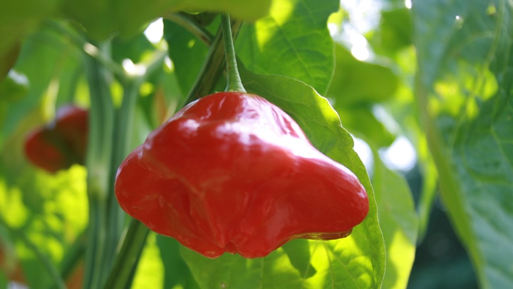 Ausstellung Paprika- und Chilisorten im Botanischen Garten Linz