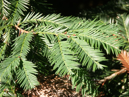 Pflanzen der W&auml;lder Nordamerikas - Sequoia sempervirens
