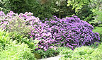 Rhododendron Bl&uuml;te