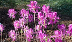 Rhododendron - Bl&uuml;te