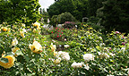 Rosarium