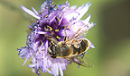 Insektenbest&auml;ubung mit Bienen