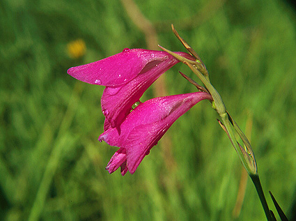 Gladiole