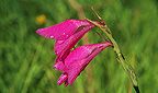 Gladiole