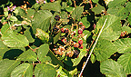 Spreizklimmer - Brombeere