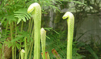 Sarracenia