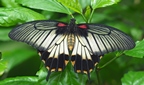 Schmetterlinge_4_-_Inter-Color_FotogesmbH.jpg