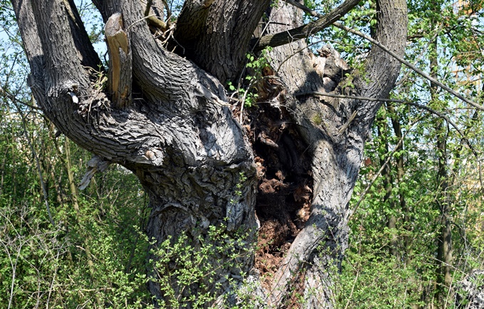 Stehendes Totholz in alten G&auml;rten