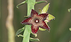 Frerea indica