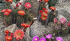 Echinocereus