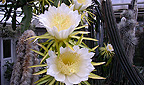 Hylocereus undatus