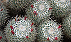 Mammillaria geminispina
