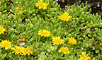 Delosperma nubigenum L.