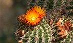 Parodia maranana