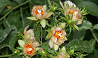 Peireskia aculeata Mill