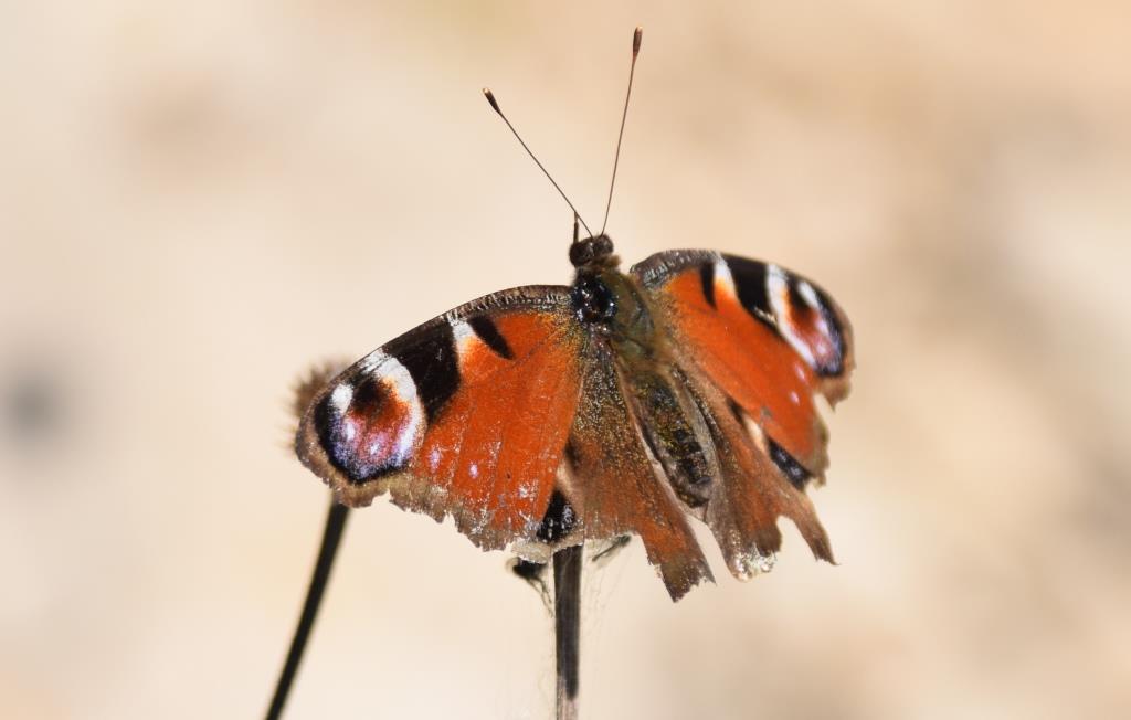 Tagpfauenauge nach der Winterstarre