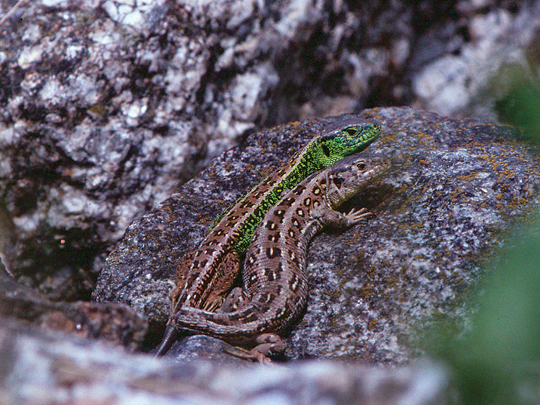 Zauneidechsen