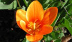 Tulpe
