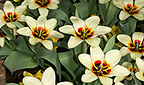 Tulpen
