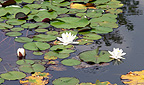 Seerose - P&ouml;stlingberg