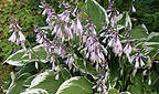 Waldflora Asiens - Hosta