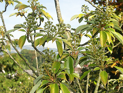 Waldflora Ostasiens - Trichodendron-aralioides