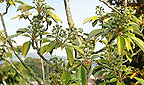 Waldflora Ostasiens - Trichodendron aralioides
